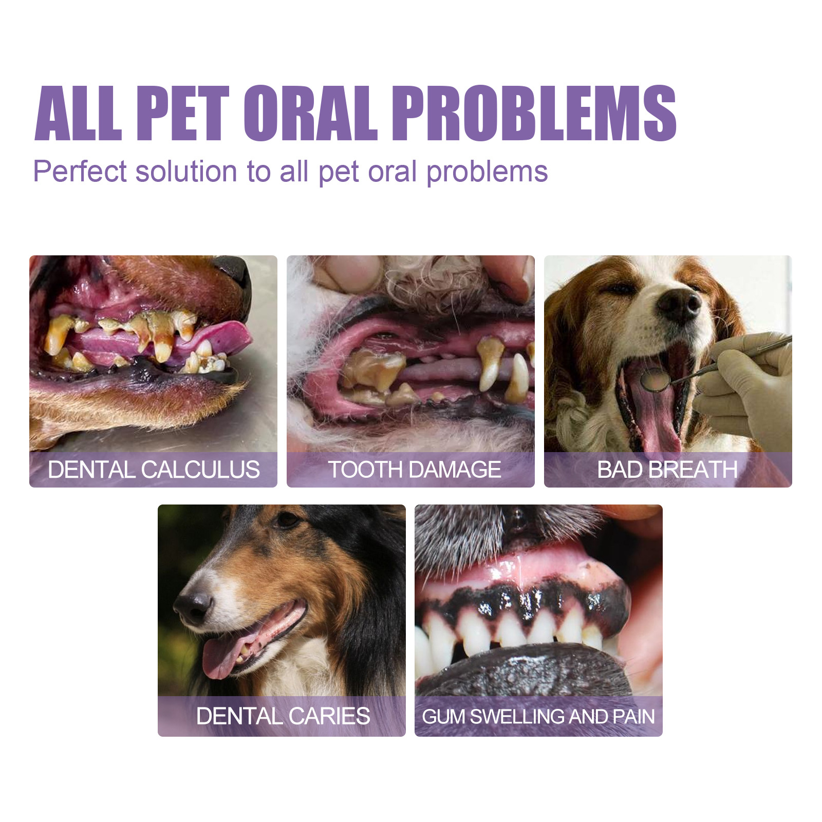 Pet Oral Repair Gel Puppy Tart - Teeth Whitening Hismile recensie en prijs